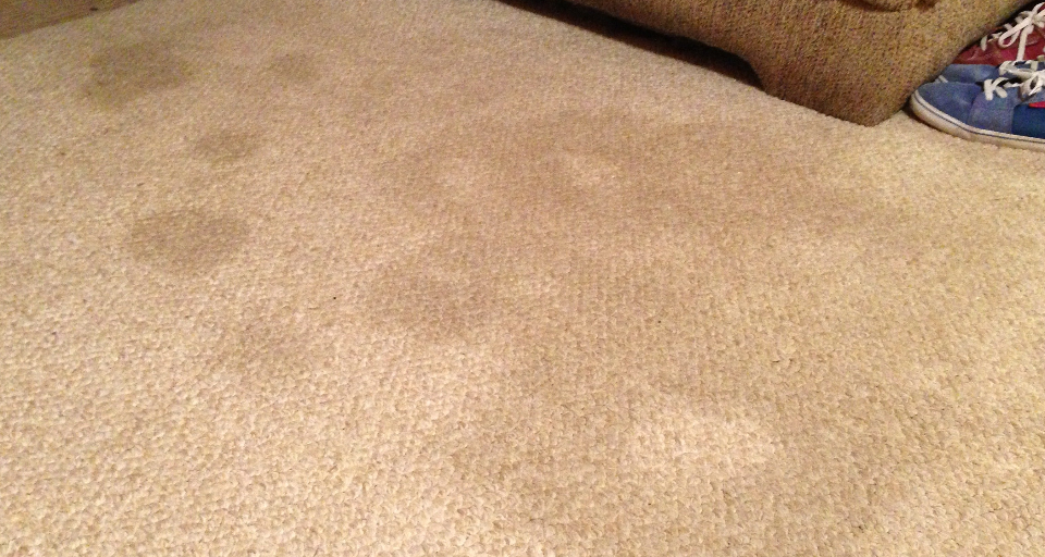 A commercial carpet stain reappearing after cleaning.